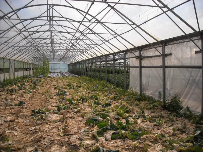 Jak dbać o rozmaryn w chłodne dni